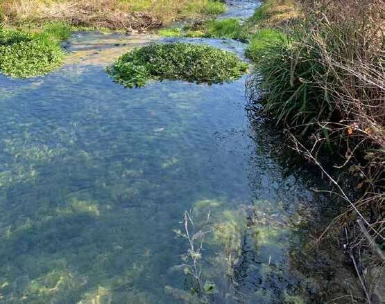 Acqua piovana